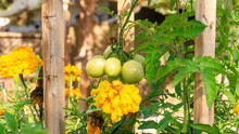 Unripe Cluster Of Green Plum Roma Tomatoes Growing In A Permaculture Style Garden Bed, With Companion Planting Of Marigold And Calendula Flowers, To Attract Pollinators And Detract Garden Pests.