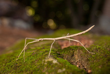 Brown Stick Insect (Diapheromera Femorata) On A Green Moss: Perfect Example Of Mimicry