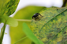 Black Spider Moving On Leaf