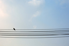 Silhouette Birds On Electric Pole