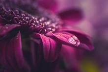 Beautiful Purple Fresh Chrysanthemums With Dew Drops After Rain On The Petals That Bloomed In The Summer