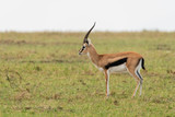 Fototapeta Sawanna - A thompsons gazelle running in the plains of Masai mara National Reserve during a wildlife safari
