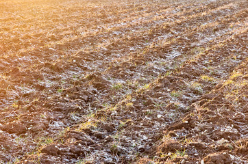 Wall Mural - plowed frozen field in sunset light