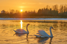 Swans At Sunset In The Middle Of A Lake In Winter In Europe