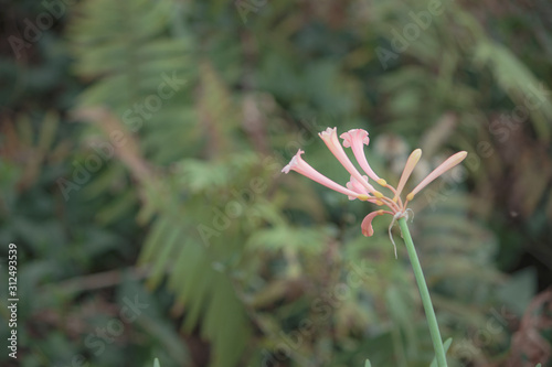 細長いピンクの花2 Stock Photo Adobe Stock