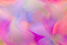 Beautiful Abstract Blue Orange Green Yellow And Purple Feathers On White Background And Soft White Pink Feather Texture On Pink Theme, Colorful Background, Colorful Feather, Love Valentine Day 
