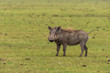 A warthog standing in attention looking intently inside Masai Mara National Reserve during a wildlife safari