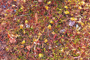 detailed close up view on a forest ground texture in a northern european forest