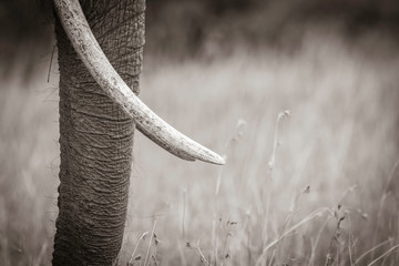 A closeup of elephant trunk while the herd was grazing in the plains of Africa inside Masai Mara National Reserve during a wildlife safari