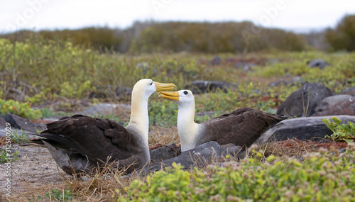 Cuadros en Lienzo Galapagos islands native albatros dancing in the day