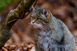european wildcat, felis silvestris