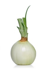 Canvas Print - Onion