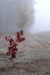 Wall Mural - Frozen plant on meadow - foggy weather