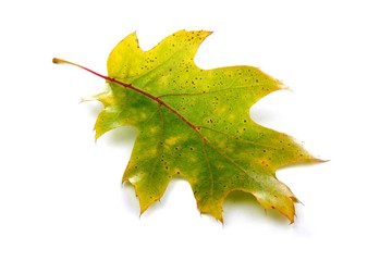 Close-up of autumn leaf - studo shot