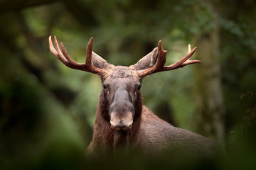 Moose or Eurasian elk, Alces alces in the dark forest during rainy day. Beautiful animal in the nature habitat. Wildlife scene from Sweden.