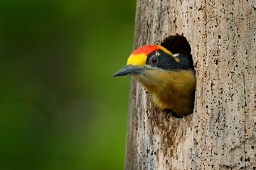Wall Mural - bird in the tree nest hole, detail portrait. golden-naped woodpecker, melanerpes chrysauchen, sittin