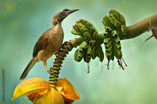 Fotomural Helmeted friarbird, Philemon buceroides, beautiful bird sitting on the banana tree in the green forest, Indonesia in Asia