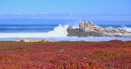 Canvas Print - Carpet of Red Flowers in Pacific Grove