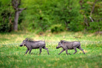 Warthog running, brown wild pig with tusk. Close-up detail of animal in nature habitat. Wildlife nature on African Safari, Okavango delta, Botswana in Africa. Two Common Warthog  in the green forest.