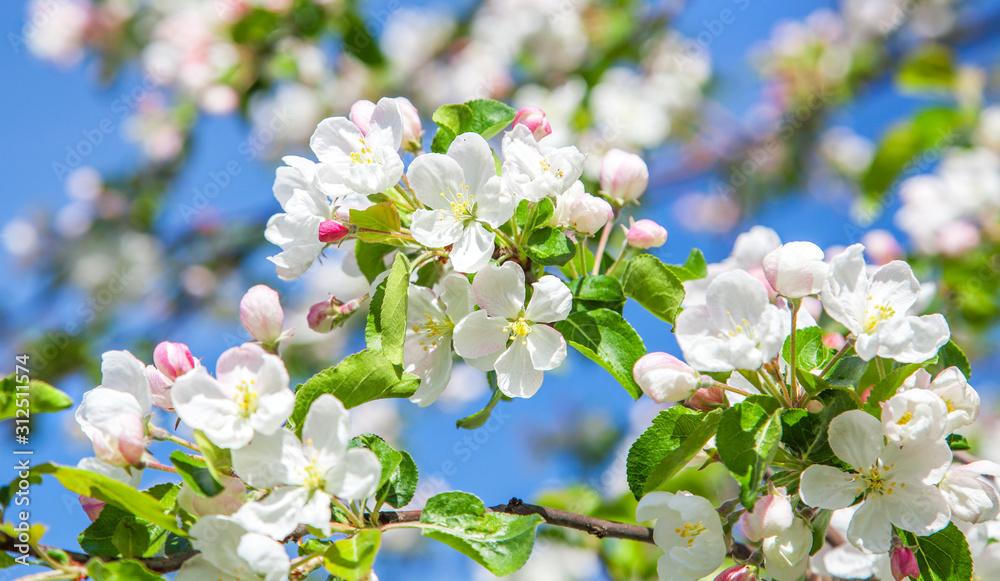 beautiful apple tree blossom in spring - obrazy, fototapety, plakaty 
