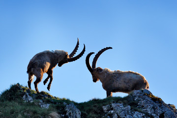 Ibex fight on the rock. Alpine Ibex, Capra ibex, animals in nature habitat, France. Night in the high mountain. Beautiful mountain scenery with two animals with big horns. Wildlife Europe.