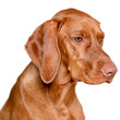 Beautiful young male magyar vizsla dog studio portrait. Vizsla pointer dog face close up against white background.