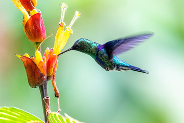 Wall Mural - blue hummingbird violet sabrewing flying next to beautiful red flower. tinny bird fly in jungle. wil