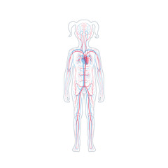 Sticker - circulatory system anatomy