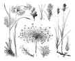 1. Eriopho latifolium 2. Papyrus sedge (Cyperus papyrus) 3. Sand sedge (Carex arenaria) / vintage illustration from Brockhaus Konversations-Lexikon 1908