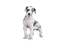 A Puppy Of The Great Dane Dog Or German Dog, The Largest Dog Breed In The World, Harlequin Fur, White With Black Spots, Sitting Isolated In White