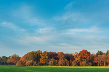 Wall Mural - Meadow and orange colored forest under blue sky in autumn.