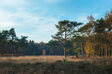 Wall Mural - Pine and birch trees in grassy field on sunny autumn day.