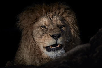 Wall Mural - close-up of a roaring lion (panthera leo) lying on a rock and isolated on a dark black background