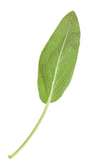 Wall Mural - back side of green leaf of sage herb isolated