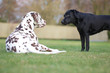 Labrador und Dalmatiner spielen zusammen auf einer Wiese