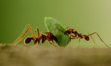 Two Tropical Forest Ants Carrying Leaf