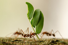 Leaf Cutter Ant Macro