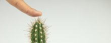The Finger Of A Human Hand Presses On The Thorns Of A Cactus.Close-up, White Background.