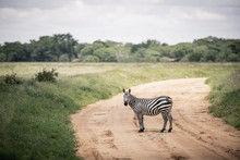 Zebra Stops On The Track In The East Tsavo