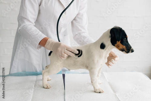 Fototapeta na drzwi i meble Weterynarz. Strzał młodego lekarza weterynarii za pomocą stetoskopu słuchającego bicia serca psa Jack Russel Terrier w klinice weterynarza serce psa