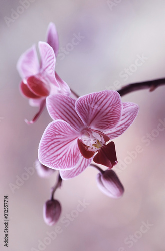 Obrazy orchidea  rozowe-storczyki