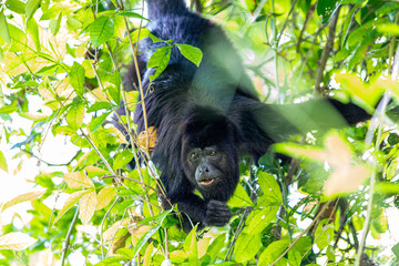 Black howler monkey in the jumgle forest