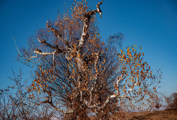 Sticker - Trees in the mountains of Romania