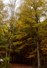 Wall Mural - Beautiful countryside road in the historic New England town of Dorset on a cold, Fall day.	