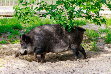 Wild boar (Sus scrofa), also known as the wild swine, Eurasian wild pig