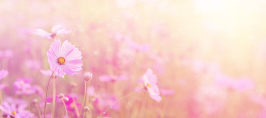 Wall Mural - Landscape of nature background and beautiful pink and red cosmos flower field