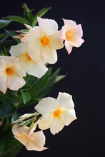 Close Up Of Beautiful Pale Yellow Mandevilla Flowers