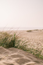 Beach Scene With Grasses In A Sand Dune
