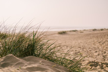 Beach Scene With Grasses In A Sand Dune