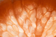 © Alison Winterroth Photography/Stocksy - Ombre slice of citrus that shows cells and bubbles inside.